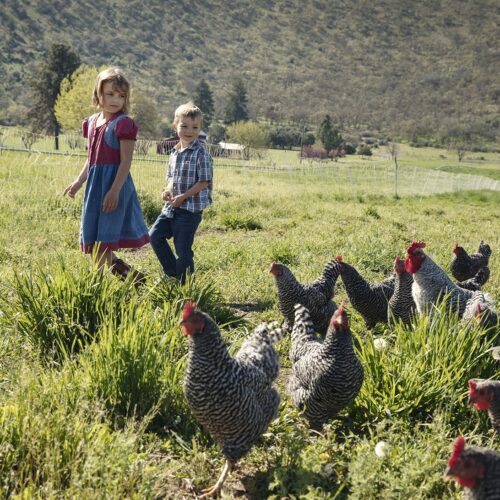 boy and a girl walking on a farm having chicken