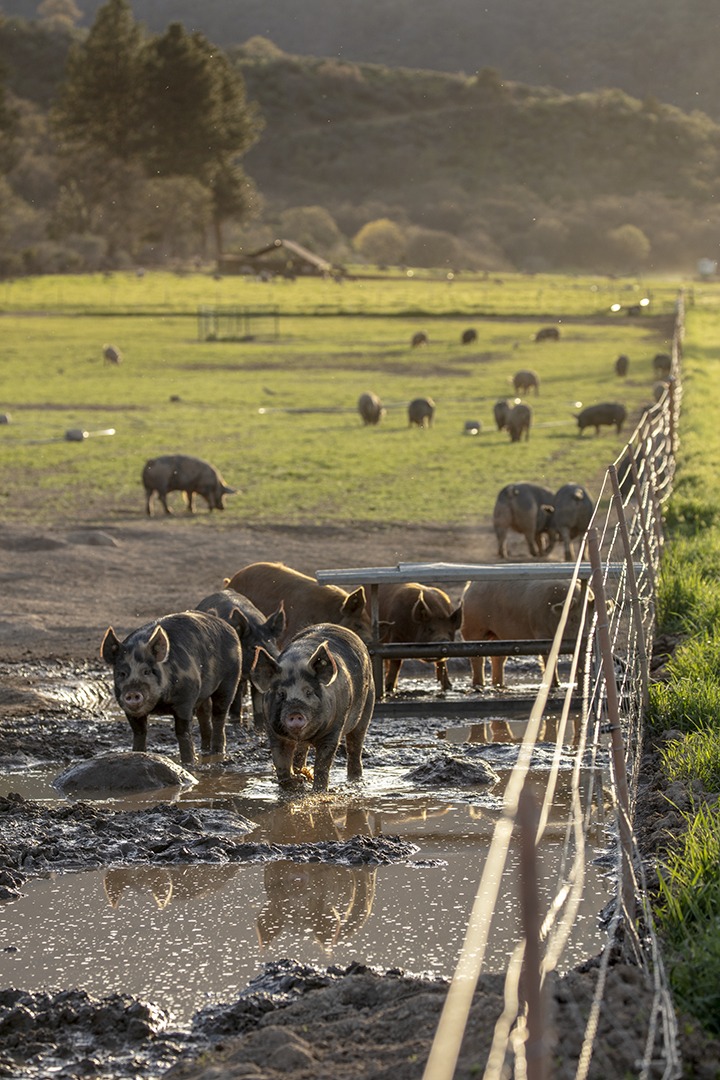 Pigs near a farm